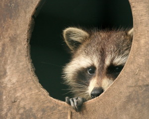 racoon