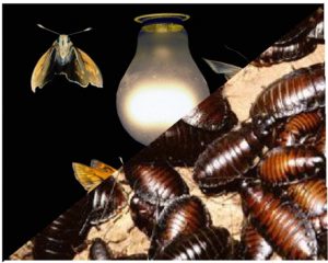 Moth-Cockroach